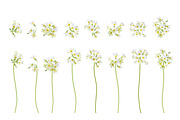 Vector object brushes. Primula., a Brush Add-On by Peolla (Thumbnail 5 of 17)