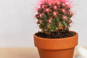 Pink cactus growing in terracotta pot on wooden table with decor, a Background Photo by Olena Rudo