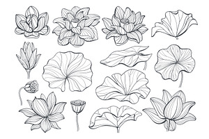 Linear lotus elements. Line flowers, an Object Illustration by YummyBuum