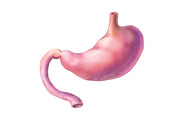 Human Organs Illustration Set, a Healthcare Illustration by Anna Repp Illustration (Thumbnail 14 of 14)