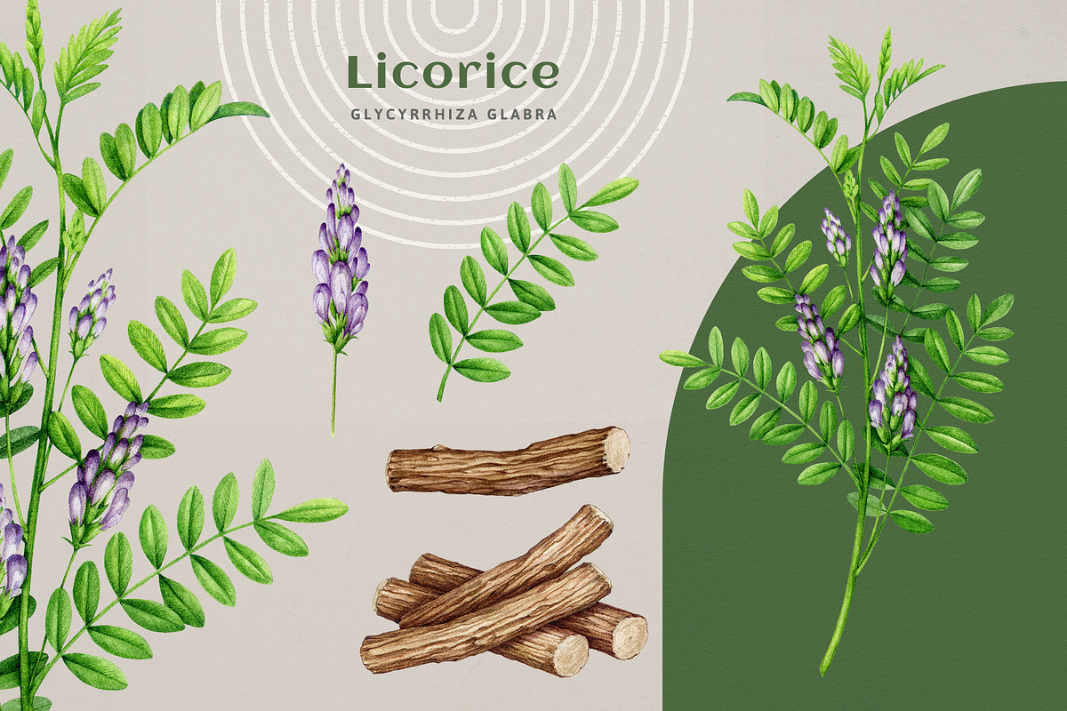 Adaptogenic Medicinal Plant Clipart, a Healthcare Illustration by AnitaPol (Photo 11 of 24)