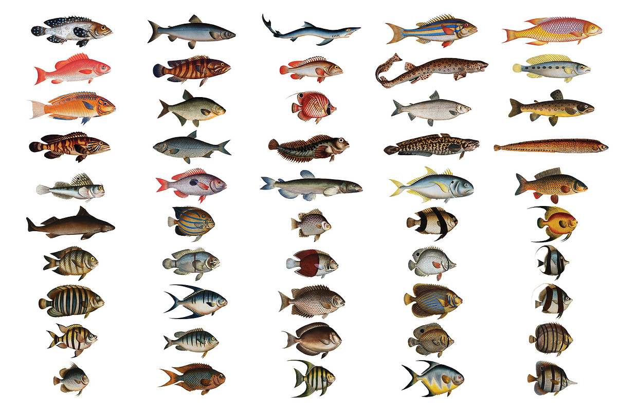 500+ Vintage Fish Illustrations, an Illustration by Dene Studios (Photo 13 of 15)