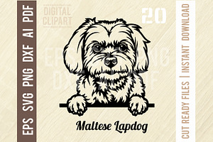 Maltese Lapdog SVG - Peeking Dog