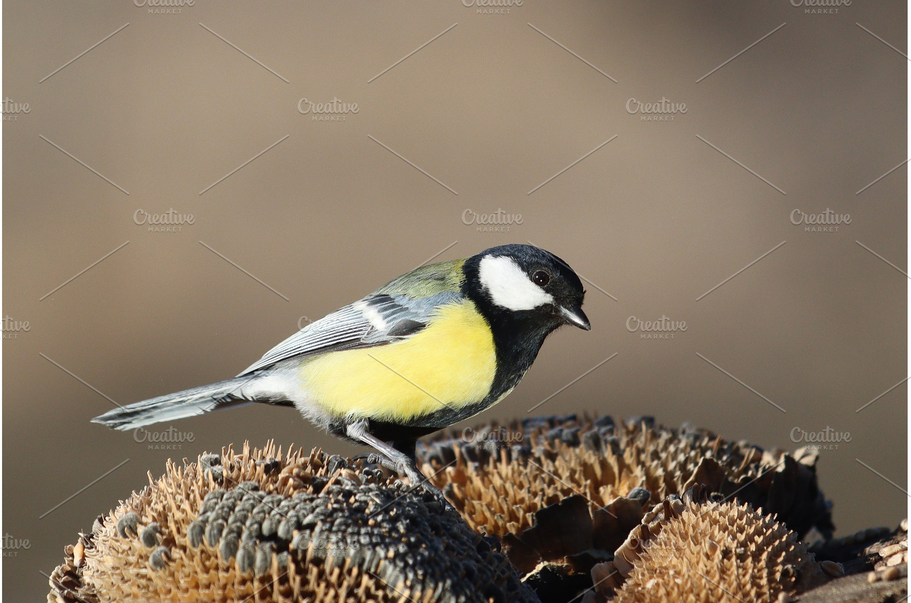 Beautiful wild great tit sitting on, an Animal Photo by Pakosta