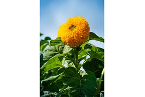 Fuzzy Yellow Sunflower Against Blue, a Nature Photo by MadPhotos