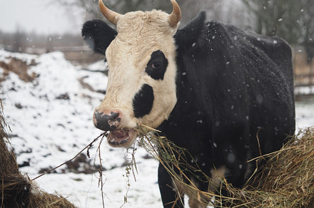 Cow eats hay in winter pasture