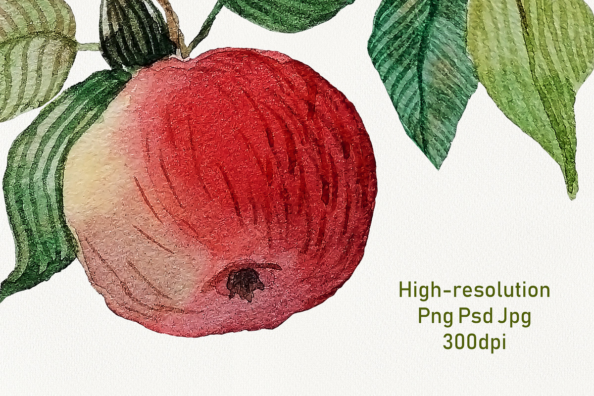 Watercolor red apple brunch clipart, an Illustration by Dina Guiter (Photo 3 of 12)