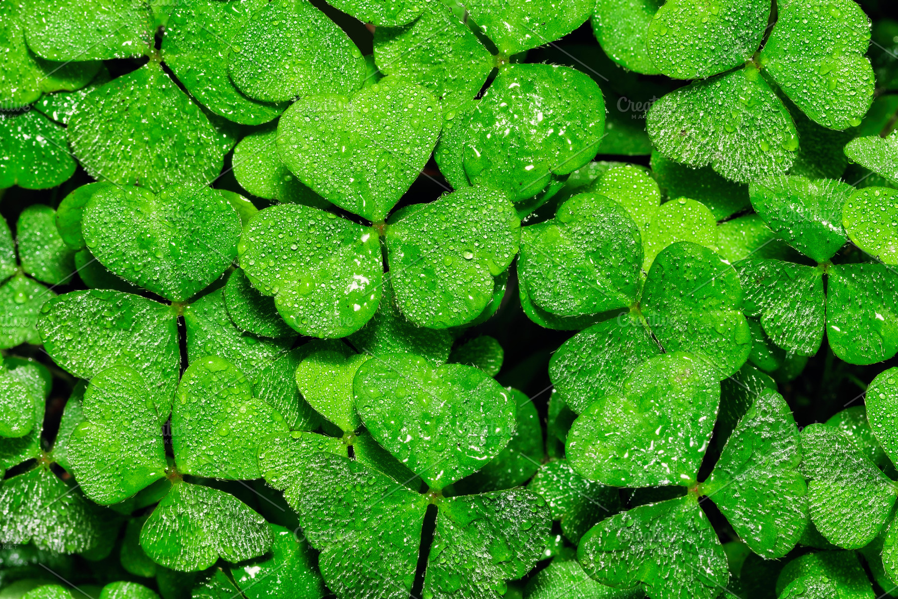 Green clover leaves covered with morning dew drops. Macro background of fresh t, a Nature Photo by Eugene_Photo