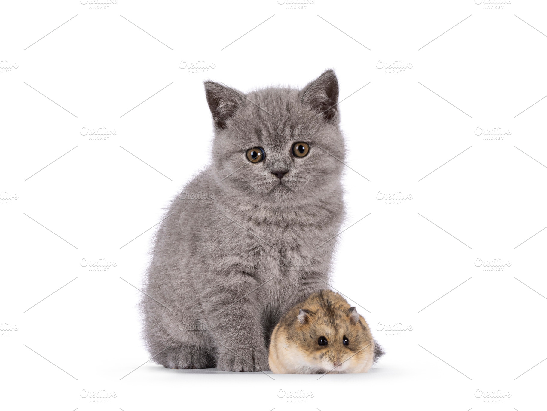 British Shorthair kitten on white background, an Animal Photo by Cat'chy Images by Nynke