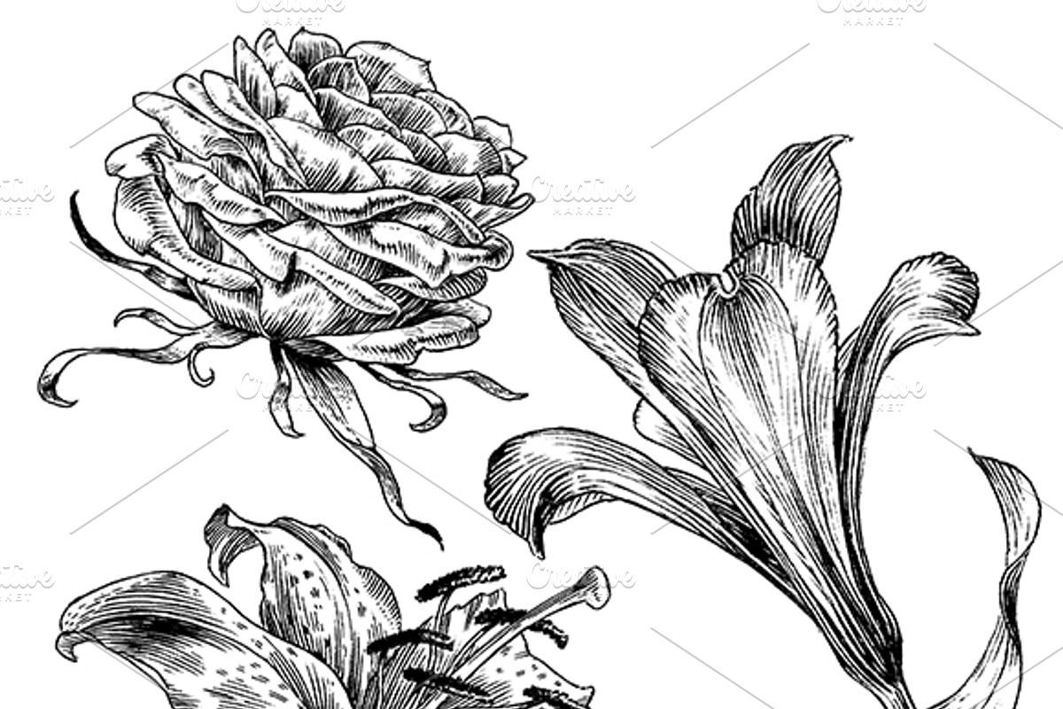 Ink flower set, a Decorative Illustration by RasterBird (Photo 3 of 10)