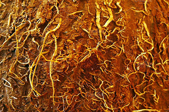 Coconut Texture preview 4