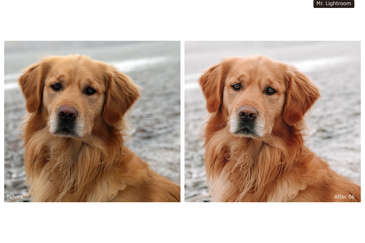 World of Pets Dogs Lightroom Presets, a Preset Add-On by HappyNews (Photo 3 of 7)