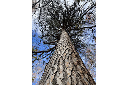 Big and tall trees In the forest, a Nature Photo by Media Whale Stock