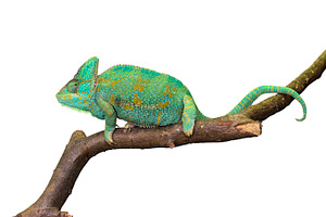 Chameleon stock photo containing chameleon and isolated
