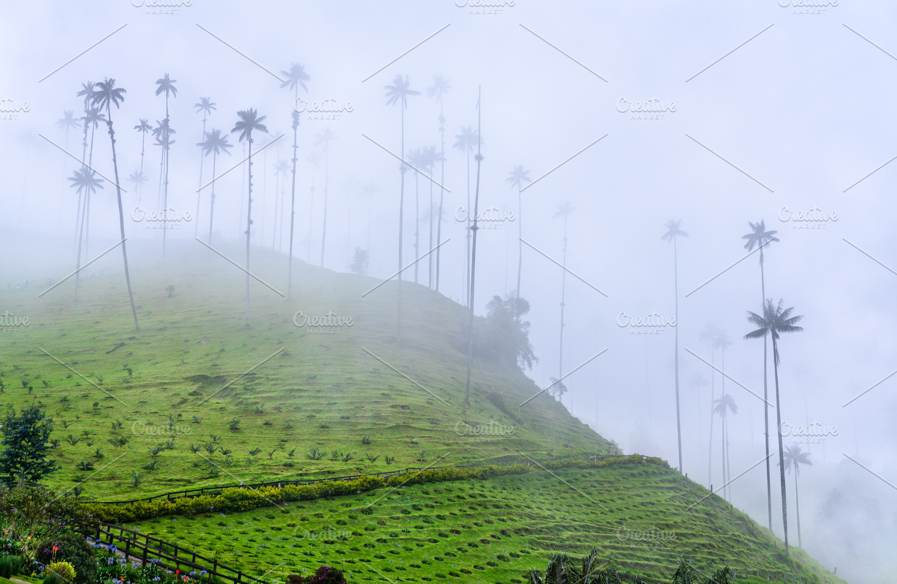 Giant wax palms in Cocora Valley, Quindio, Colombia, a Nature Photo by Leonid Andronov
