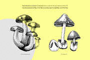 Mushrooms Vector Illustration Set, an Object Illustration by Yevheniia (Thumbnail 4 of 14)