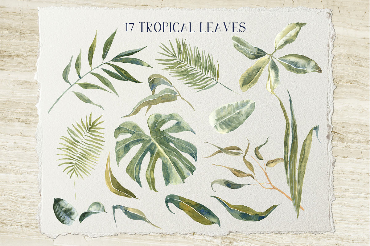 Soft Tropics Watercolor Cliparts, a Decorative Illustration by Cat In Colour (Photo 2 of 5)