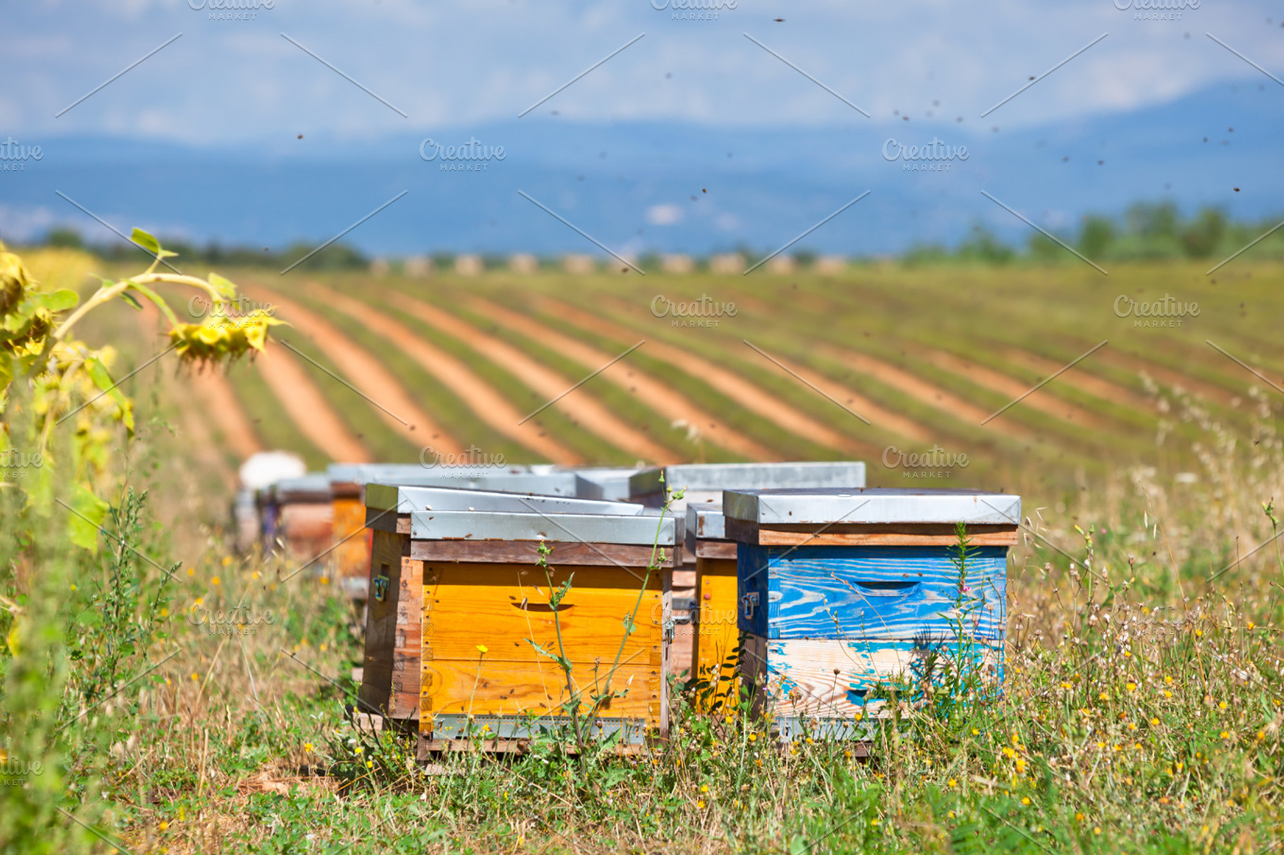Beehives on the sunflower field containing bee, field, and farm, a Nature Photo by Dvoevnore photos