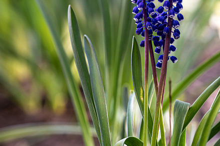 Grape hyacinth (Muscari armeniacum), a Nature Photo by Ivanna