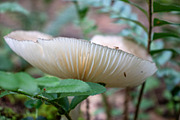 Mushrooms In The Forest Photography, a Nature Photo by Full Circle Design Studio (Thumbnail 22 of 38)