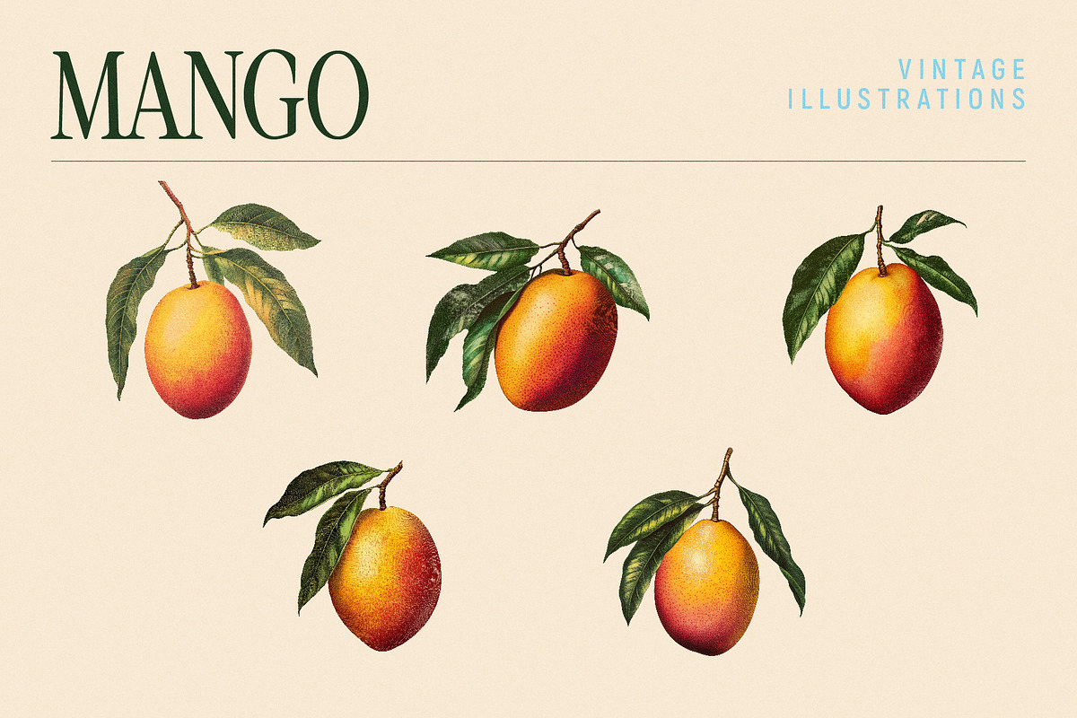 Vintage Graphic Elements_FRUITS, an Object Illustration by BOLD.Graphic (Photo 6 of 8)