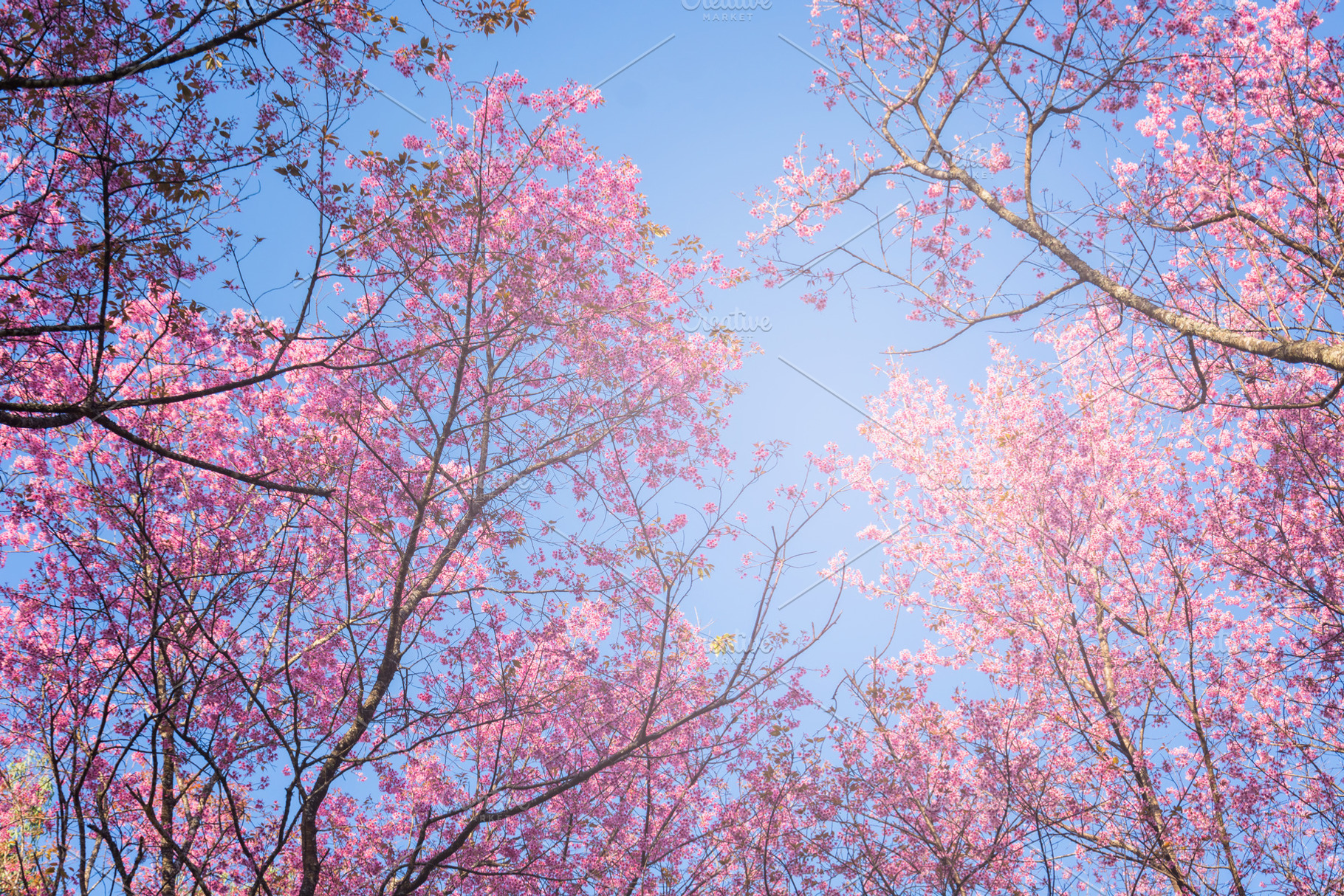 Sakura thai flower in the nature stock photo containing landscape and nature, a Nature Photo by rakoptonLPN
