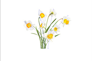 Vector Object Brushes. Daffodils