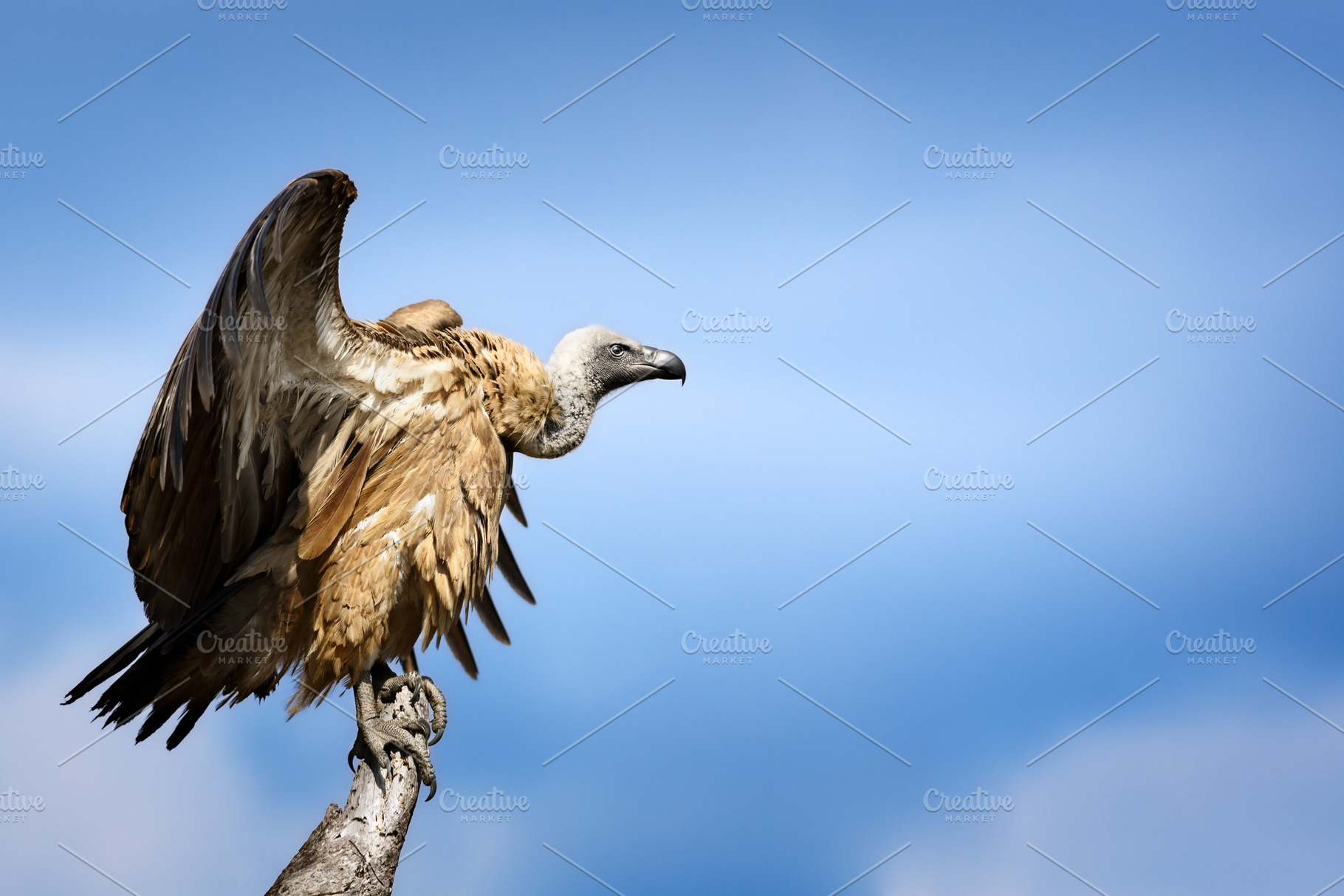 White-backed vulture perched, an Animal Photo by Etienne & Yolandi Outram