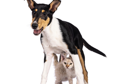 Cat and dog on white background, an Animal Photo by Cat'chy Images by Nynke