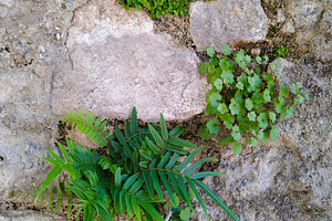 Fern sprouting from stone surface, a Nature Photo by DanFLCreativo