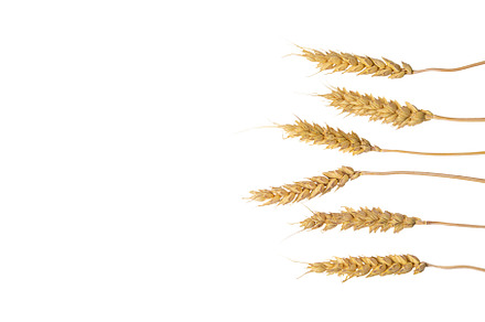 spikelets of wheat isolate on white, a Food & Drink Photo by yanadjana