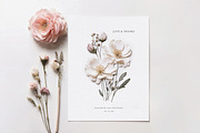 Pressed Flowers (Png) Elements, a Background Graphic by by creative paper (Thumbnail 11 of 13)