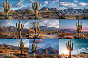 105 Desert Cactus Stock Photos, a Nature Photo by Incomelion (Thumbnail 8 of 16)