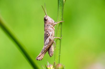 A green grasshopper on a large leaf, an Animal Photo by AlexBush