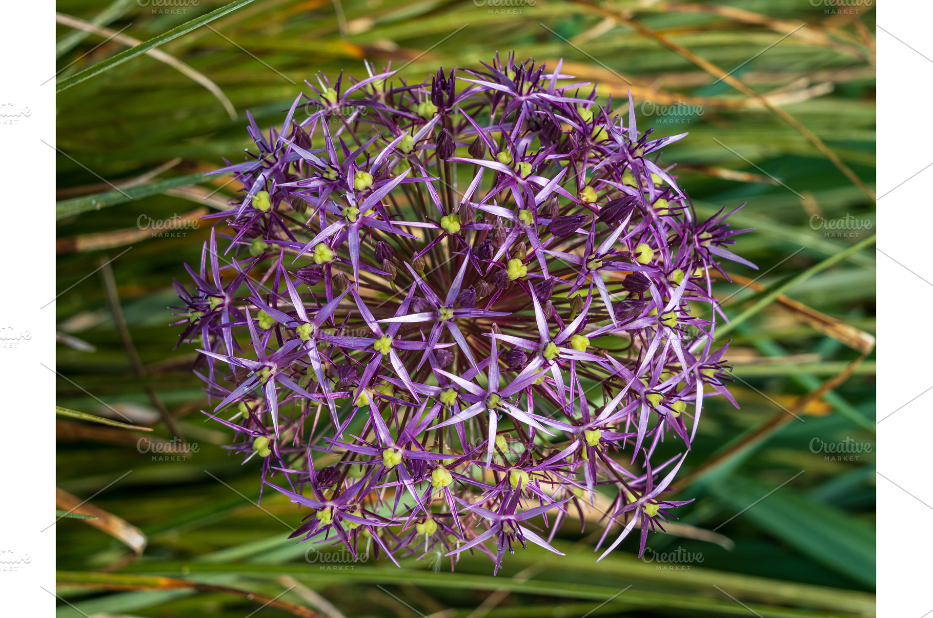Large purple umbel of the Persian, a Sports & Recreation Photo by Backyard Stock