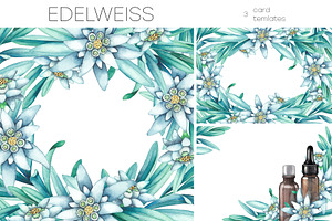 Watercolor Edelweiss Collection