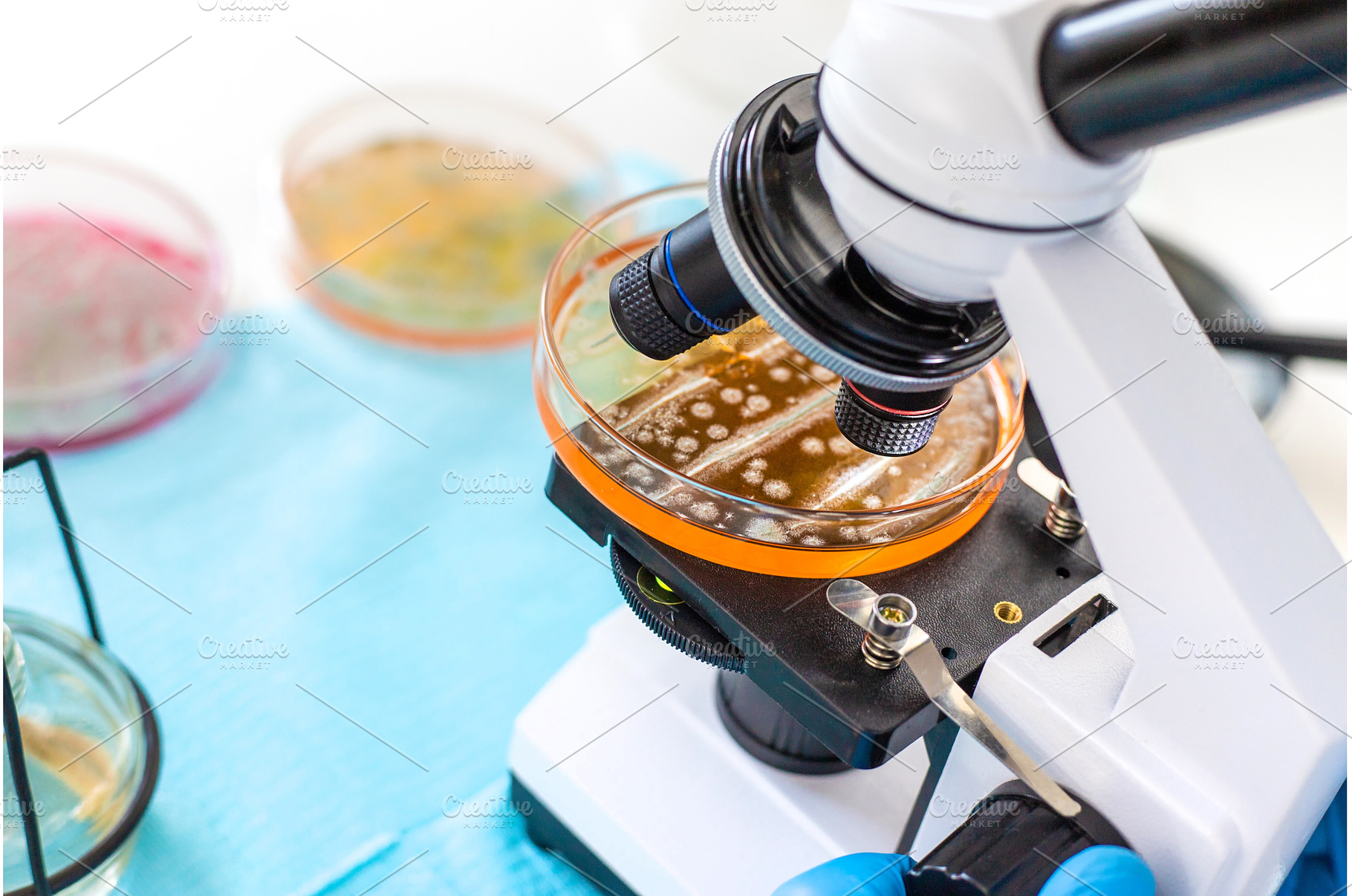 Examine bacteria in petri dishes in, a Technology Photo by yanadjana