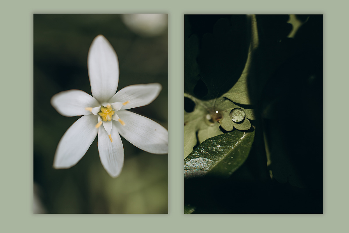 Spring macro collection, a Nature Photo by akovtun (Photo 7 of 7)