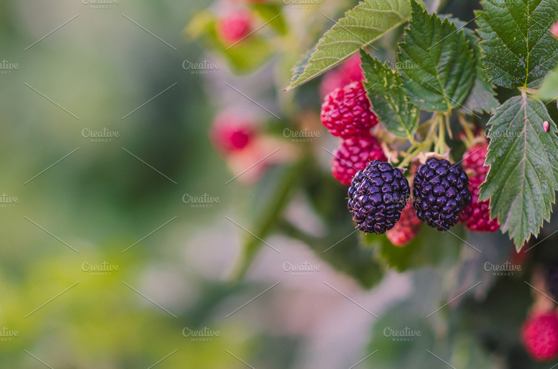 Blackberries Ripening 1