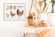 Hand drawn chicken life cycle, an Animal Illustration by handsketched (Thumbnail 3 of 7)