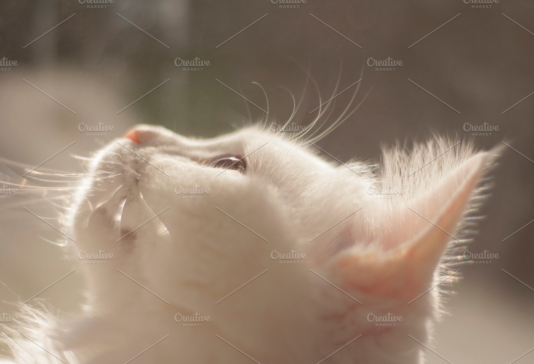 Sweet Kitty.