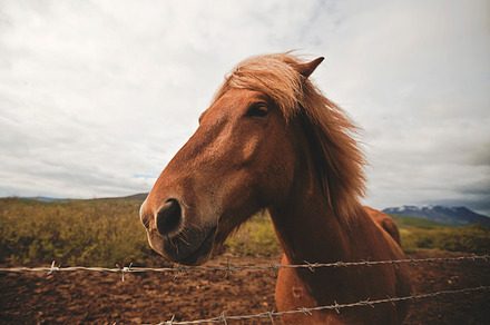 Iceland horse stock photo containing travel and explore