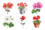 Geranium Flower Watercolor Clipart, an Illustration by SinaCreation (Thumbnail 2 of 5)