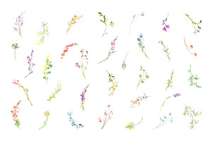 Watercolor Wildflowers Wild Flowers