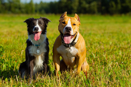 Dog Featuring Dog Animal And Pet preview 6