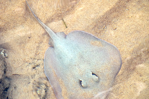 Stingray, an Animal Photo by THP Creative