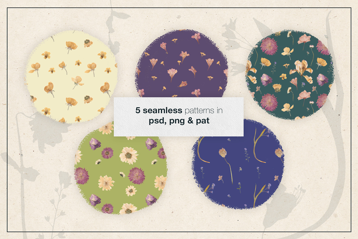Herbarium Pressed Flowers PNG Set, a Decorative Illustration by dlinnaya (Photo 3 of 6)