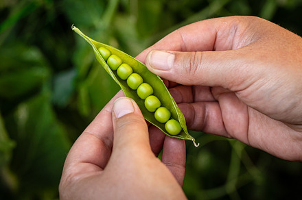 Fresh green peas