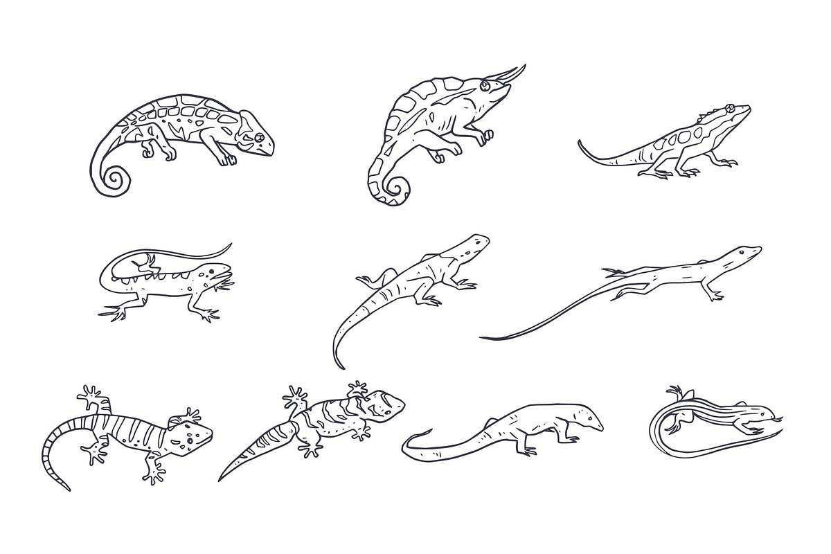 Breeds Lizard Hand-Drawn Vol. 2, an Animal Illustration by SLAB! Design (Photo 2 of 3)