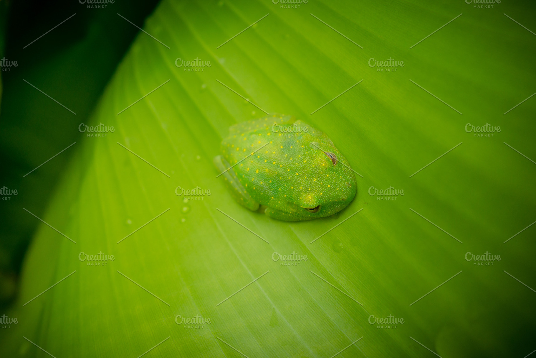 Green centrolenidae, glass frog resting on a leaf in the Amazon, an Animal Photo by GoodGoods
